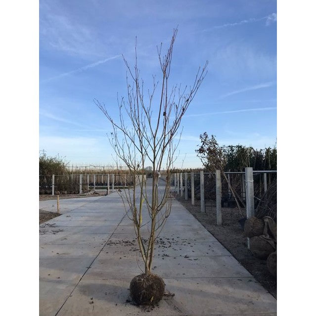 Pagodkornell - Cornus controversa 300-350 MS